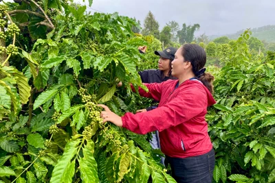 Nhiều hội viên nông hội mong muốn được tiếp cận nguồn vốn vay để phát triển sản xuất, kinh doanh. Ảnh: H.D