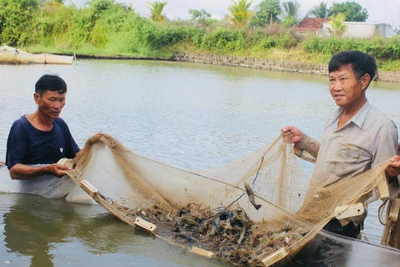 Ông Tống Văn Tần (bìa phải, xã Ayun Hạ) kiểm tra lứa tôm càng xanh để phục vụ thị trường dịp Tết. Ảnh: V.C