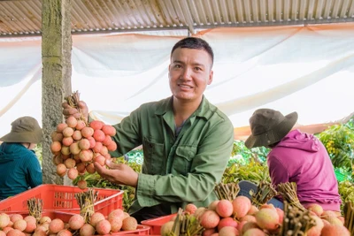 Mùa vải ngọt ở Tây Nguyên