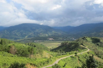 Lộc rừng ở 'chín tầng mây'...