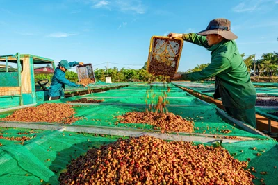 Các thương hiệu cà phê của Gia Lai được trưng bày, giới thiệu tại nhiều điểm bán hàng OCOP. Ảnh: V.T