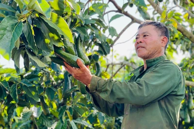 Nhờ canh tác theo hướng hữu cơ, gia đình ông Phan Văn Chạo (thôn 2, xã Nghĩa Hòa, huyện Chư Păh) mỗi năm thu nhập khoảng 600 triệu đồng từ trang trại. Ảnh: T.D