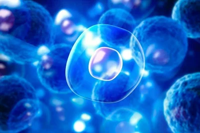 Nhật Bản thành công với 'canh bạc' tế bào gốc