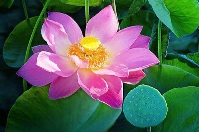 Những mùa sen 