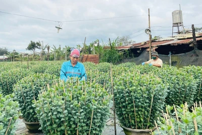 Bà Tô Thị Hương (tổ 3, phường Thắng Lợi, TP. Pleiku) chăm sóc hoa cúc để bán trong dịp Tết Nguyên đán 2025. Ảnh: H.T