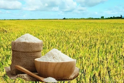 Giá gạo 5% tấm xuất khẩu của Việt Nam lấy lại vị trí số 1 thế giới