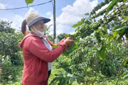 Các mô hình trình diễn giống cây trồng mới chịu hạn và kháng bệnh đang được Trung tâm Khuyến nông triển khai rộng khắp các xã vùng khó khăn.