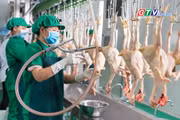 Toàn cảnh Gia Lai 24h: Hỗ trợ đến 5 tỷ đồng phát triển cơ sở giết mổ tập trung