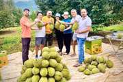 Rời bỏ vị trí giám đốc doanh nghiệp nông sản ở TP. Hồ Chí Minh, ông Nguyễn Chất Sâm trở về xã Ia Ly (tỉnh Gia Lai) xây dựng thành công trang trại sầu riêng quy mô lớn. 