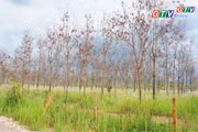 Toàn cảnh Gia Lai 24h: Chủ tịch UBND tỉnh yêu cầu đẩy nhanh chuyển đổi diện tích cao su chết, kém phát triển