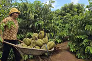 Nông nghiệp Gia Lai chuyển mình từ “sản xuất thô” sang kinh tế nông nghiệp bền vững 