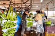 Gia Lai đặt mục tiêu kim ngạch xuất khẩu đạt trên 17 tỷ USD giai đoạn 2026-2030 