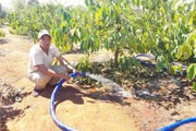 Linh hoạt điều tiết nước tưới để “né hạn”.