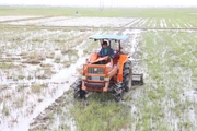 Tập trung khôi phục đồng ruộng để kịp vụ Ðông Xuân