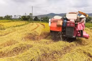 Canh tác lúa giảm phát thải vụ Đông Xuân 2025 - 2026: Hiệu quả cao