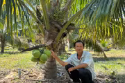 Phát triển cây dừa hữu cơ: Hướng đi bền vững cho nông dân