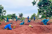 Xanh hóa chốt dân quân biên giới Ia Nan