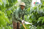 Điểm tin trưa: Nông dân Gia Lai khó mua xăng dầu phục vụ tưới cà phê