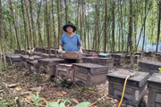 Gia Lai liên kết phát triển bền vững nghề nuôi ong 