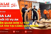 Toàn cảnh Gia Lai 24h: Gia Lai khởi tố vụ án liên quan hơn 1,1 tấn ngà voi tại cảng Quy Nhơn