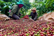 Cà phê Robusta Gia Lai chinh phục phân khúc giá trị cao