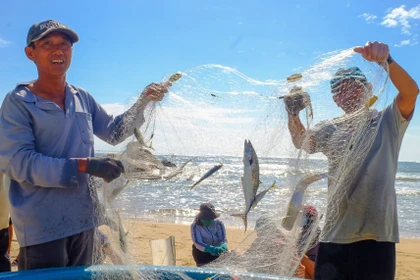 Ngư dân làng biển khu vực phía Đông tỉnh tất tả bám biển sinh nhai ngay sau khi cơn bão số 13 đi qua.