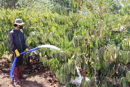 Nông dân tất bật vào nhịp tưới nước cho rẫy cà phê, chăm sóc vườn cây ngay từ những ngày đầu xuân để đảm bảo năng suất mùa vụ 2026.