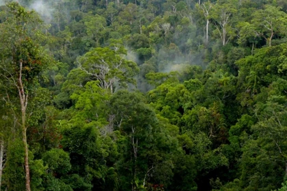 Với gần 1 triệu ha rừng, Gia Lai nắm giữ lợi thế lớn trong việc khai thác thị trường tín chỉ carbon để phát triển bền vững