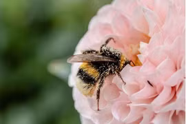 Ong mật đang đối mặt với nhiều mối đe doạ sống còn (Nguồn: Phys.org)