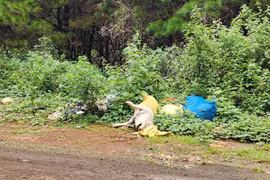 Xác heo bị vứt ngay sát lề đường Trần Can, Xã Gào.