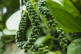 Giá cà phê quay đầu giảm, hồ tiêu tăng nhẹ ngày 12-2