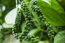 Giá cà phê quay đầu giảm, hồ tiêu tăng nhẹ ngày 12-2