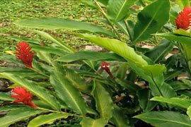 Phát triển hoạt chất chống ung thư từ cây gừng gió mọc hoang