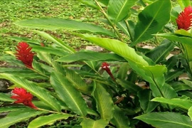 Phát triển hoạt chất chống ung thư từ cây gừng gió mọc hoang