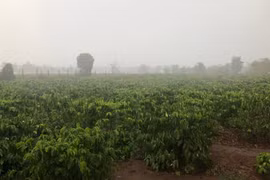 “Mưa vàng” giữa mùa khô: Niềm vui lan khắp vườn cà phê.