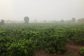 “Mưa vàng” giữa mùa khô: Niềm vui lan khắp vườn cà phê.