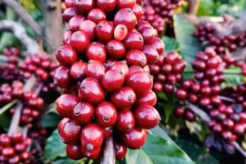 Cà phê giảm nhẹ, về mức 89.500-90.500 đồng/kg