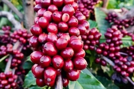 Cà phê giảm nhẹ, về mức 89.500-90.500 đồng/kg