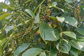 Ngày 24-4, hồ tiêu tại Gia Lai giảm giá sâu nhất cả nước 