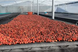 Cà phê và hồ tiêu “chững giá” phiên đầu tuần