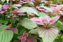 Những ai cần thận trọng khi ăn lá tía tô?