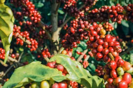 Giá cà phê nhích nhẹ 200-400 đồng/kg trong ngày 3-1