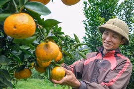 Bừng sáng sắc cam vàng Sơn Lang