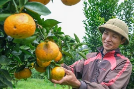 Bừng sáng sắc cam vàng Sơn Lang