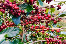 Ngày 24-2, giá cà phê giảm mạnh đến 4.100 đồng/kg