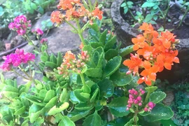 Những công dụng của cây sống đời ít người biết