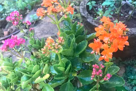 Những công dụng của cây sống đời ít người biết