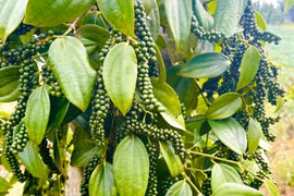 Hồ tiêu rớt giá mạnh 3.000-5.000 đồng/kg