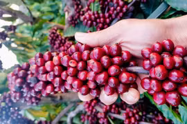 Giá hồ tiêu mất thêm 2.000 đồng, cà phê dưới ngưỡng 95.000 đồng/kg