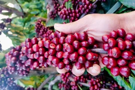 Giá hồ tiêu mất thêm 2.000 đồng, cà phê dưới ngưỡng 95.000 đồng/kg